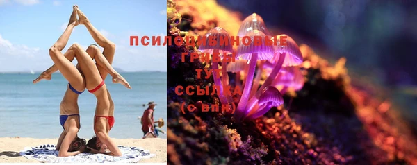 прущие грибы Лабытнанги