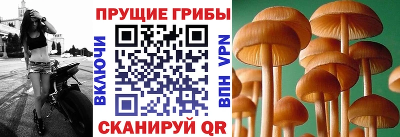 Купить закладки  Пионерский  Псилоцибиновые грибы ЛСД 